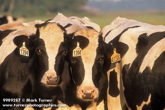 9909287 Holstein dairy cows, early morning. Whatcom Co., Hannegan Rd., WA. © Mark Turner