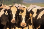 9909287 Holstein dairy cows, early morning. Whatcom Co., Hannegan Rd., WA. © Mark Turner