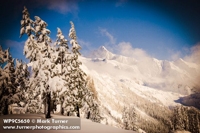 Mt. Shuksan framed by snow-covered Mountain Hemlocks [Tsuga mertensiana]. Mt. Baker-Snoqualmie NF Austin Pass. © Mark Turner