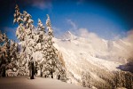 Mt. Shuksan framed by snow-covered Mountain Hemlocks [Tsuga mertensiana]. Mt. Baker-Snoqualmie NF Austin Pass. © Mark Turner