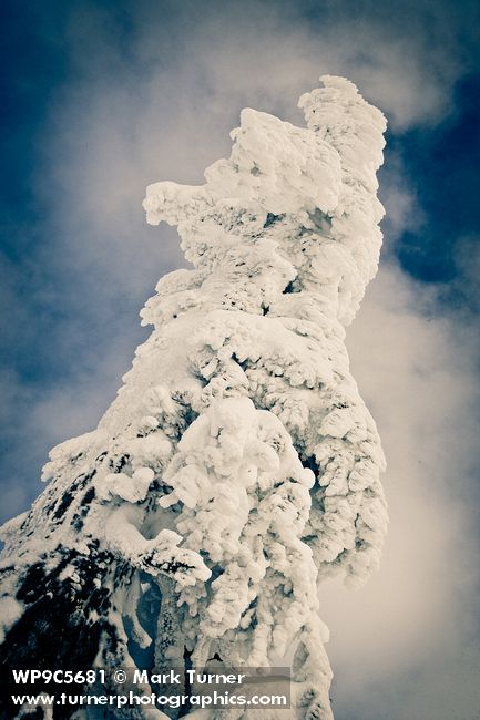 Tortured lollypop: Mountain Hemlock [Tsuga mertensiana]. Mt. Baker-Snoqualmie NF Artist Point. © Mark Turner