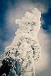 Tortured lollypop: Mountain Hemlock [Tsuga mertensiana]. Mt. Baker-Snoqualmie NF Artist Point. © Mark Turner