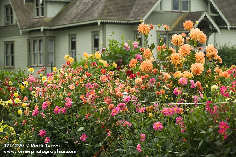 0714390 'Wyn's Honey Mist' Dahlia stands above shorter Dahlias w/ home bkgnd [Dahlia 'Wyn's Honey Mist']. Hovander Homestead Park, Ferndale, WA. © Mark Turner