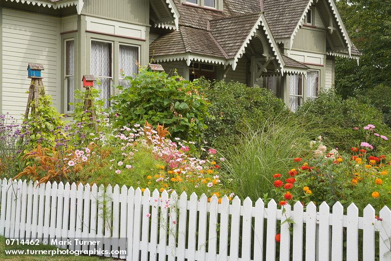 0714462 Purpletop Vervain, 'Hot Biscuits' Amaranth, Cosmos, 'Sarabande' Maiden Grass, 'Oklahoma' Zinnias in border by white picket fence w/ home bkgnd [Verbena bonariensis; Amaranthus cruentus 'Hot Biscuits'; Cosmos 'Summer Dreams'; Cosmos bipinnatus 'Double Click'; Miscanthus sinensis 'Sarabande'; Zinnia elegans 'Oklahoma']. Hovander Homestead Park, Ferndale, WA. © Mark Turner