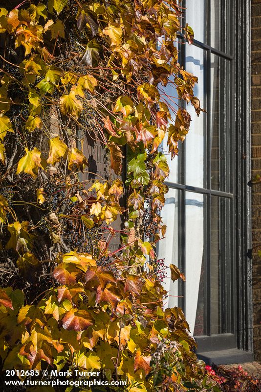 Boston Ivy on corner of former First National Bank building [Parthenocissus tricuspidata]. Ferndale, WA. © Mark Turner [2012685]