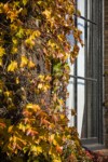 Boston Ivy on corner of former First National Bank building [Parthenocissus tricuspidata]. Ferndale, WA. © Mark Turner [2012685]