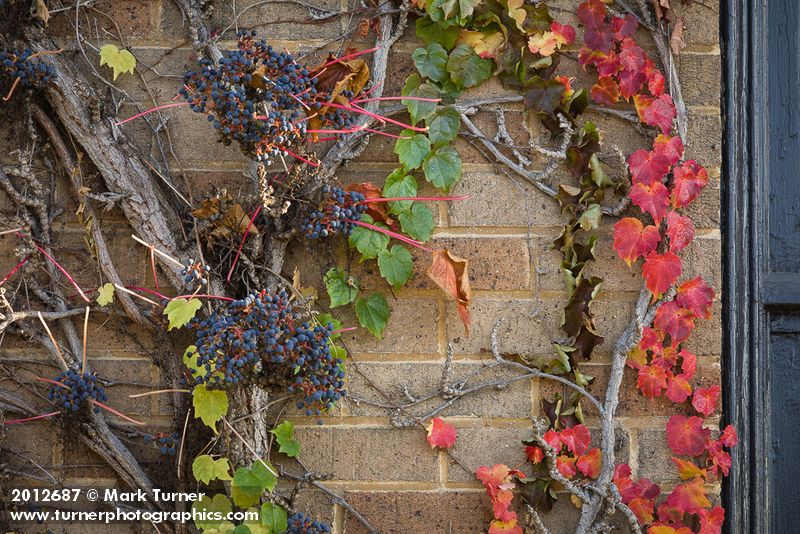 Boston Ivy on wall of former First National Bank building [Parthenocissus tricuspidata]. Ferndale, WA. © Mark Turner [2012687]