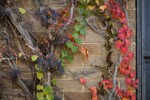 Boston Ivy on wall of former First National Bank building [Parthenocissus tricuspidata]. Ferndale, WA. © Mark Turner [2012687]