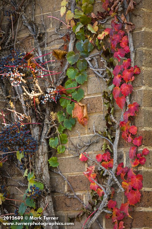 Boston Ivy on wall of former First National Bank building [Parthenocissus tricuspidata]. Ferndale, WA. © Mark Turner [2012689]