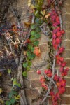 Boston Ivy on wall of former First National Bank building [Parthenocissus tricuspidata]. Ferndale, WA. © Mark Turner [2012689]