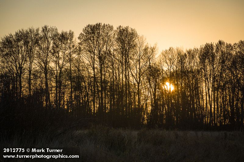 Sunset through bare Black Cottonwoods & Red Alders [Populus trichocarpa; Alnus rubra]. Hovander Homestead Park, Ferndale, WA. © Mark Turner [2012775]