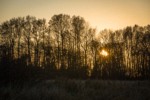 Sunset through bare Black Cottonwoods & Red Alders [Populus trichocarpa; Alnus rubra]. Hovander Homestead Park, Ferndale, WA. © Mark Turner [2012775]