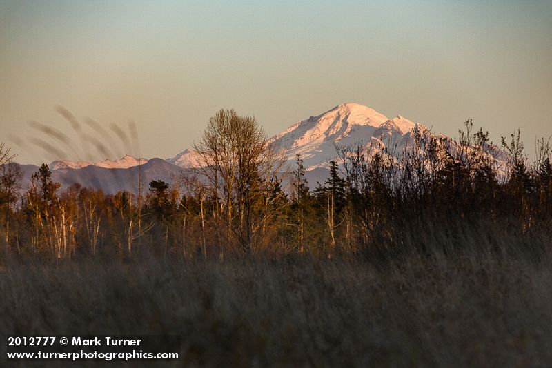 Mt. Baker view from Tennant Lake Park. Ferndale, WA. © Mark Turner [2012777]