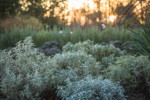 Sage w/ sunset sky bkgnd [Salvia officinalis]. Tennant Lake Fragrance Garden, Ferndale, WA. © Mark Turner [2012780]