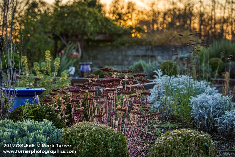 'Autumn Joy' Sedum w/ sunset sky bkgnd [Sedum 'Autumn Joy']. Tennant Lake Fragrance Garden, Ferndale, WA. © Mark Turner [2012784]