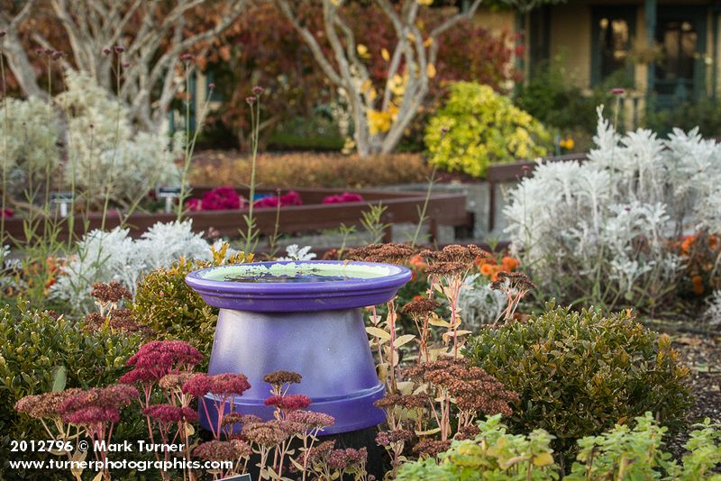 Purple birdbath framed by 'Autumn Joy' Sedum [Sedum 'Autumn Joy']. Tennant Lake Fragrance Garden, Ferndale, WA. © Mark Turner [2012796]