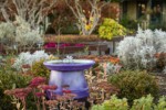 Purple birdbath framed by 'Autumn Joy' Sedum [Sedum 'Autumn Joy']. Tennant Lake Fragrance Garden, Ferndale, WA. © Mark Turner [2012796]