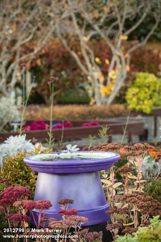 Purple birdbath framed by 'Autumn Joy' Sedum [Sedum 'Autumn Joy']. Tennant Lake Fragrance Garden, Ferndale, WA. © Mark Turner [2012798]