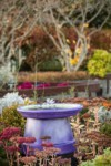 Purple birdbath framed by 'Autumn Joy' Sedum [Sedum 'Autumn Joy']. Tennant Lake Fragrance Garden, Ferndale, WA. © Mark Turner [2012798]