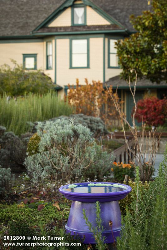 Purple birdbath in fragrance garden. Tennant Lake Fragrance Garden, Ferndale, WA. © Mark Turner [2012800]