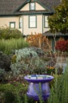 Purple birdbath in fragrance garden. Tennant Lake Fragrance Garden, Ferndale, WA. © Mark Turner [2012800]