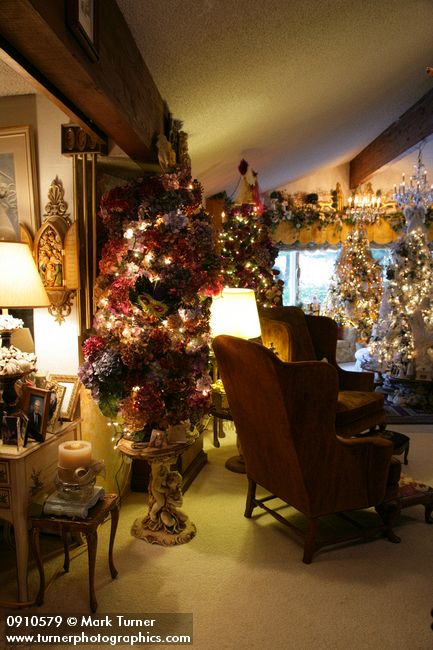 0910579 Hydrangea Christmas tree near wingback chairs in living room. Mary Etta Foster, Ferndale, WA. © Mark Turner