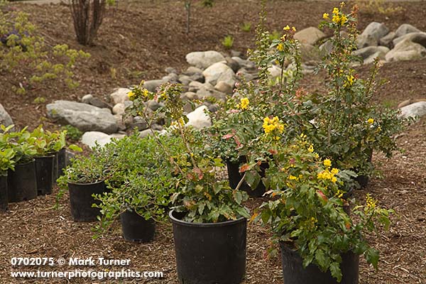Native Shrubs Ready for Planting