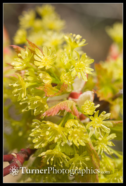 0701808 Douglas Maple blossoms & emerging foliage detail [Acer glabrum var. douglasii]. Waterworks Cyn, Oak Cr Wildlife Area, Yakima Co., WA. © Mark Turner