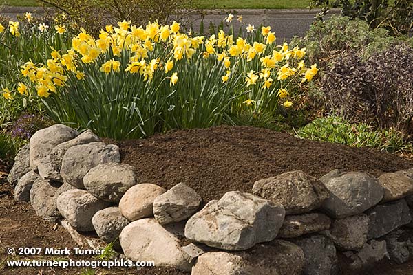 Low stone wall with daffodils