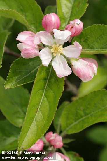 Cultivated apple blossom