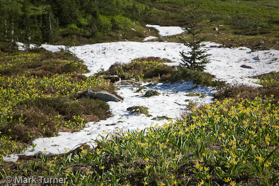 Glacier Lilies at edge of melting snow