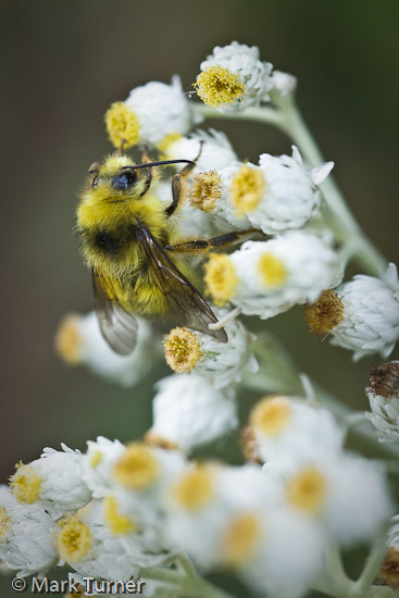 Bee on Pearly Everlasting