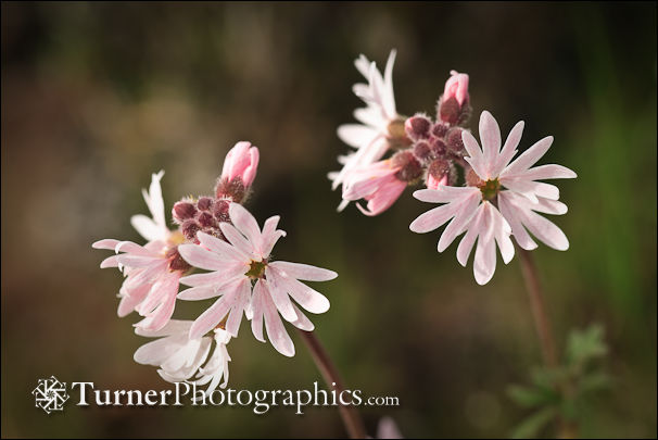 Small-flowered Prairie Star