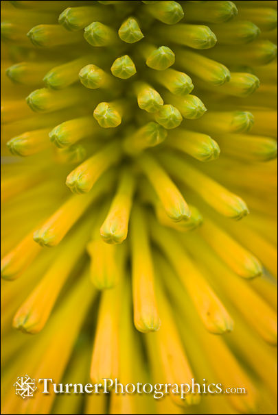 Yellow Torch Lily buds detail