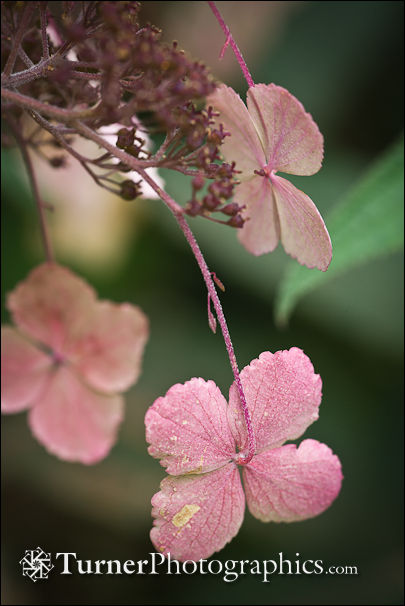 Hydrangea blossoms detail