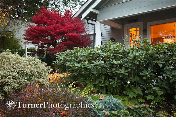 Japanese Maple and other shrubs in front of home
