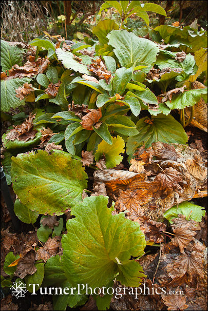 Bergenia with fallen leaves