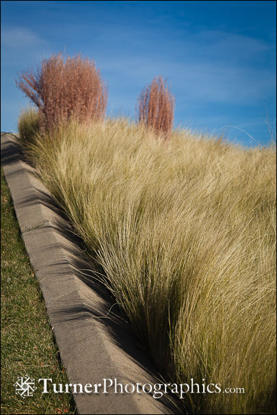 Mexican Feather Grass and Little Bluestem