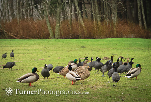 Mallards and Coots on lawn