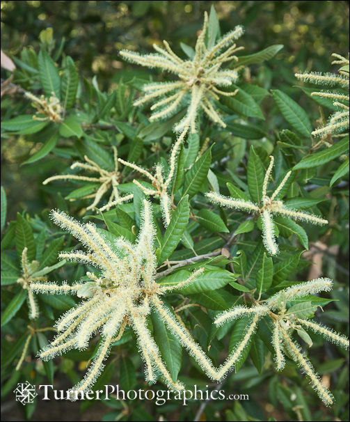 Tanoak male catkins and foliage