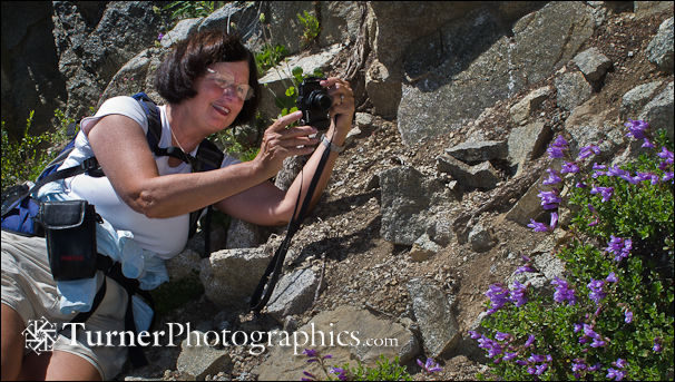 Weedy McCauley photographs Davidson's Penstemon