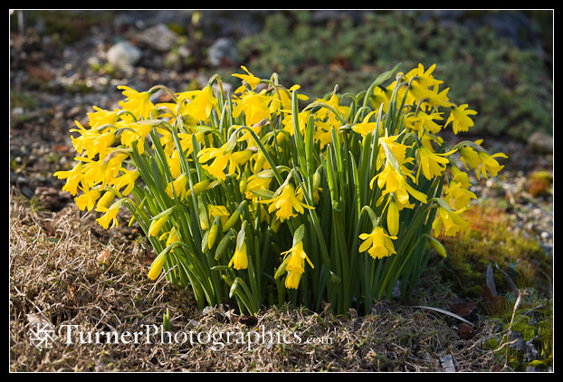 Side Light on Daffodils