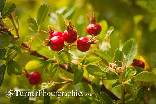 Pearhip Rose fruit & foliage