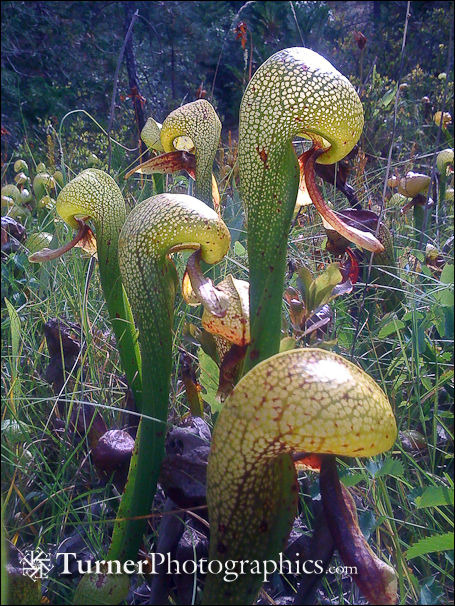 California Pitcher Plant