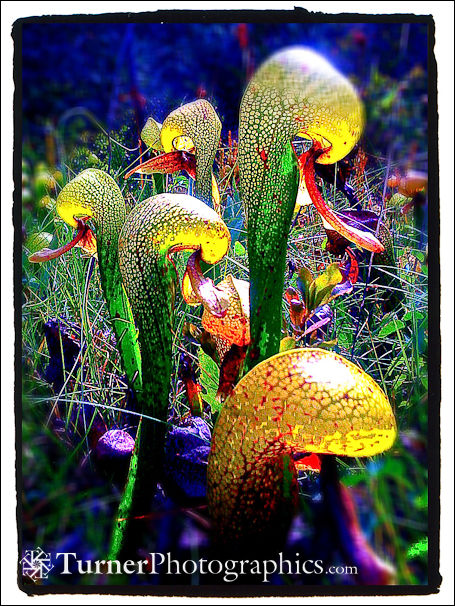 California Pitcher Plant