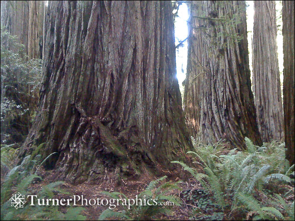 Redwood Trunks