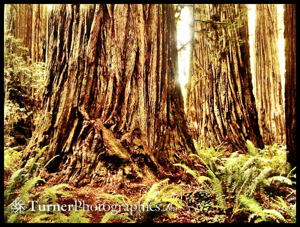 Redwood Trunks