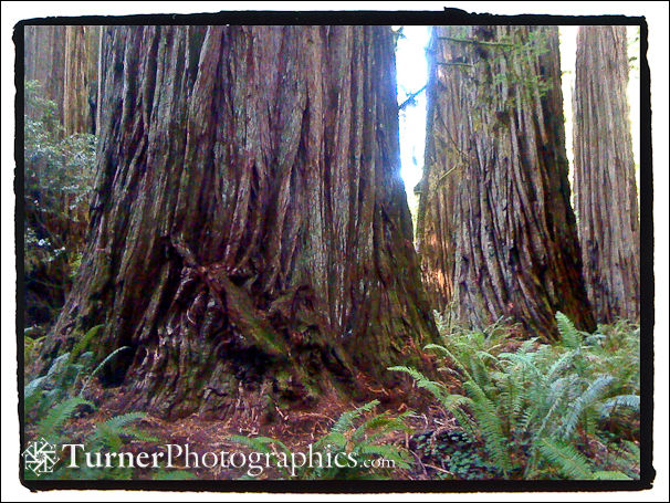 Redwood Trunks