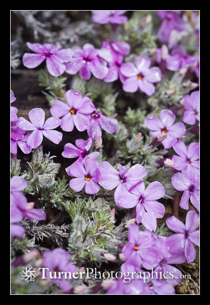 Clustered Phlox blossoms