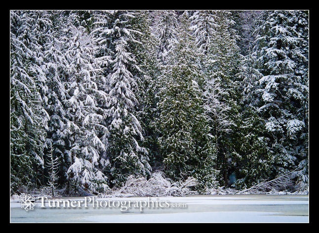 Snow-covered Conifers
